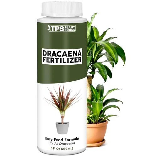 Dracaena Fertilizante - Alimento líquido vegetal para hojas verdes ricas y crecimiento fuerte de la caña, 8 onzas