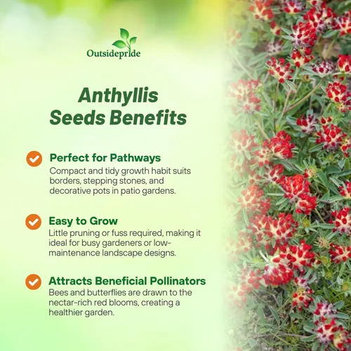Miniatura 3 de Outsidepride 100 semillas perennes de flores rojas Anthyllis semillas de cobertura del suelo para plantar