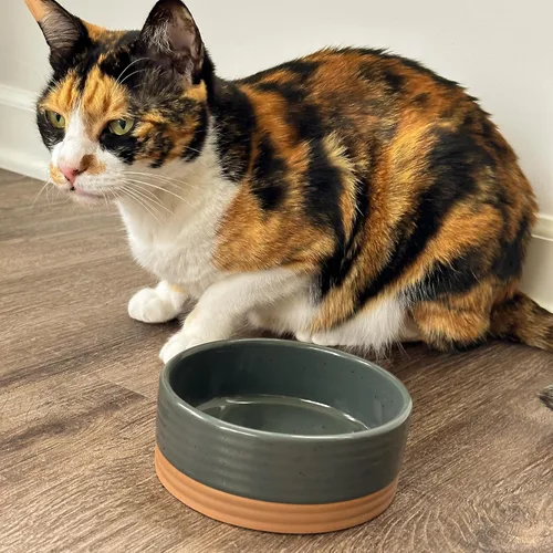 Miniatura 7 de Taza de cerámica para mascotas Mora tamaño pequeño - Plato para comida/agua para cachorros, gatos, conejillo de Indias, conejos, hámsters, Carbón