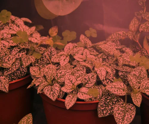 Miniatura 3 de Miracle LED 4KK - Bombilla de cultivo profesional para interiores, espectro rojo de 4000 K, reemplazo de bombillas de cultivo de 150 W