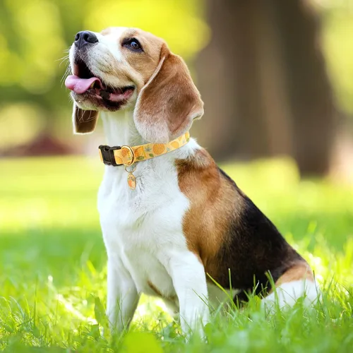 Miniatura 6 de Collar de perro hecho a mano para perros pequeños, medianos y grandes, amarillo limón con colgante, collar de moda para otoño e invierno (Pequeño)