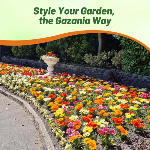 Miniatura 6 de Outsidepride New Day Bright - Semillas mixtas de Gazania para plantar, 50 piezas de semillas perennes, de bajo mantenimiento, tolerantes a la sequía