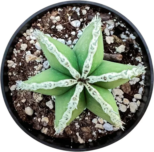 Sprout N Green Cactus mexicano para valla | Pachycereus marginatus, planta de cactus vivos de 4 a 6 pulgadas de alto, decoración de oficina para el