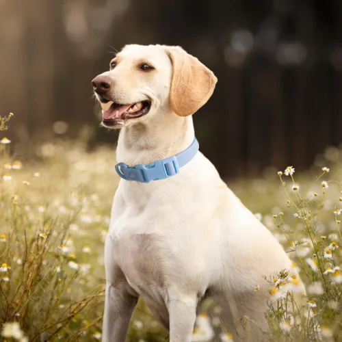 Miniatura 7 de FEimaX Collar de silicona impermeable para perro ajustable y resistente al olor, fácil de limpiar para perros grandes, medianos y pequeños, collares