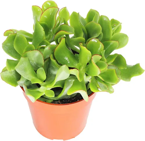 Miniatura 3 de Cactus Zig Zag - 4" de California Tropicals