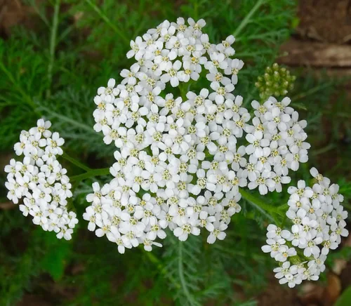 Yarrow White 10,000 Seeds (Achillea millefolium) - Heirloom - Polinizadas abiertas - Semillas de flores nativas para plantar - Atrae polinizadores -