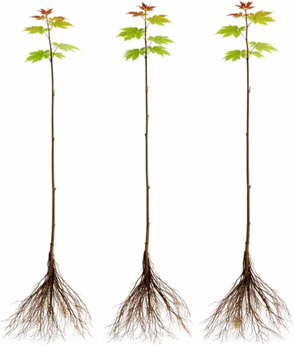 Paquete de 3 arces rojos (Acer rubrum) – Árboles de sombra resistentes vivos, follaje rojo vibrante, árboles paisajísticos de rápido crecimiento
