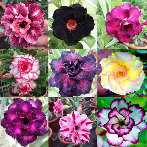Semillas de rosa del desierto de color mixto para cultivar | 10 semillas | Adenium Obesum, 10 semillas para cultivar.. Planta bonsái exótica
