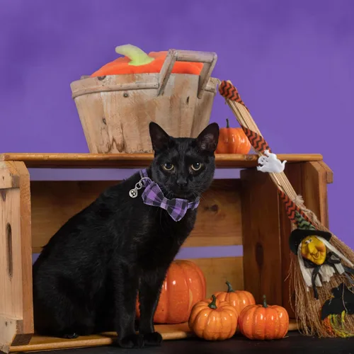 Miniatura 4 de ADOGGYGO Collares para gatos de Halloween con campana extraíble con corbatín extraíble, paquete de 2 unidades, collar de lazo de Halloween a cuadros