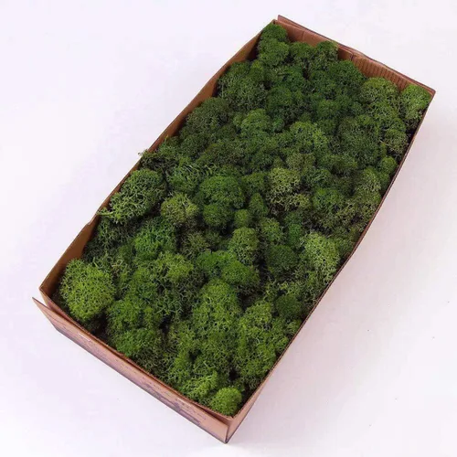 Musgo de Reno Preservado Verde Natural Kit de Bricolaje Arte de Jardinería Decoración de Pared Decoración de Floristería Decoración de Mesa de