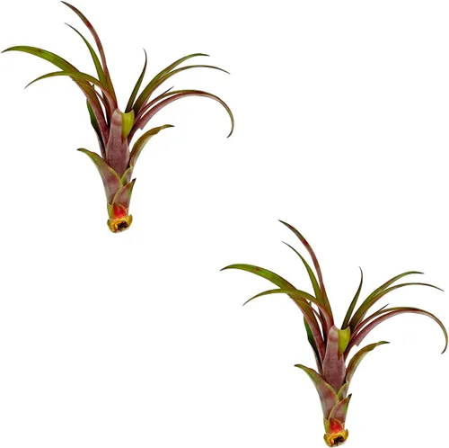 Miniatura 27 de ragnaroc Planta de Aire Viva – Tillandsia Capiput, Jumbo 6-9” - 2 unidades - Llegada Viva Garantizada - Plantas de Casa para Decoración del Hogar