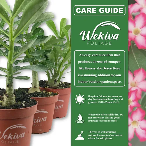 Miniatura 2 de Planta de rosa del desierto – 3 plantas vivas en macetas de 4 pulgadas – Adenium Obesum – Dramática suculenta con poca agua