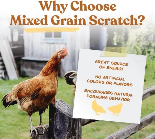 Miniatura 4 de Manna Pro Ultimate Chicken Scratch Feed, Alimento de Grano Nutritivo Rico en Nutrientes para Pollos y Aves de Corral, Mezcla Natural Multigrano