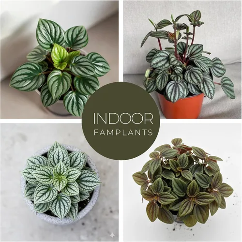 Miniatura 2 de Peperomia Plant Collection (paquete de 4) - Juego de variedades raras Sandía, escarcha, Eden Rosso y Piccolo Banda Plantas de interior fáciles