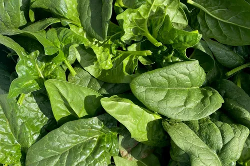 Miniatura 4 de Plant Good Seed Semillas orgánicas de equinoccio de espinaca, paquete de 300, semillas tradicionales para plantar verduras, suministros