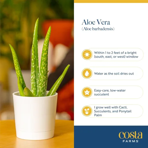 Miniatura 6 de Costa Farms Planta viva de aloe vera en maceta decorativa, fácil de mantener, suculenta purificadora de aire, decoración del hogar, habitación u