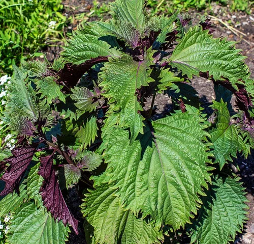 Miniatura 3 de 200 semillas Shiso para plantar perilla roja, semillas de hierbas tradicionales sin OMG para plantar un jardín culinario interior/exterior