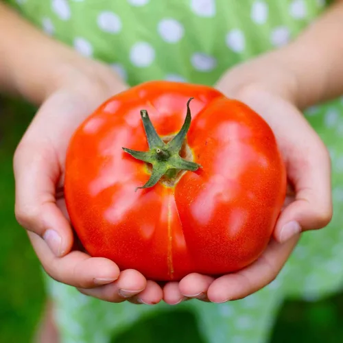 Miniatura 3 de Eden Brothers Semillas de tomate – Semillas de caqui sin OMG para plantar, paquete Semillas de vegetales de bajo mantenimiento, plantas durante