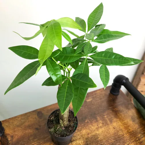 Miniatura 7 de Planta de Árbol de Dinero Viva, Árbol de Dinero Pachira Aquatica, Árbol de Dinero Feng Shui Pachira Aquatica, Planta Pachira Bonsai en Maceta
