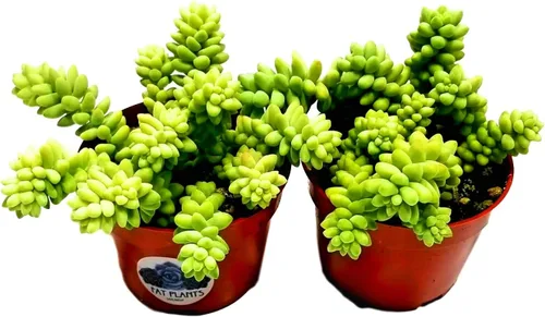 Miniatura 10 de Cadena de perlas (Senecio Rowleyanus) - Plantas vivas rastreras totalmente enraizadas y en floración - Rara planta de interior para decoración