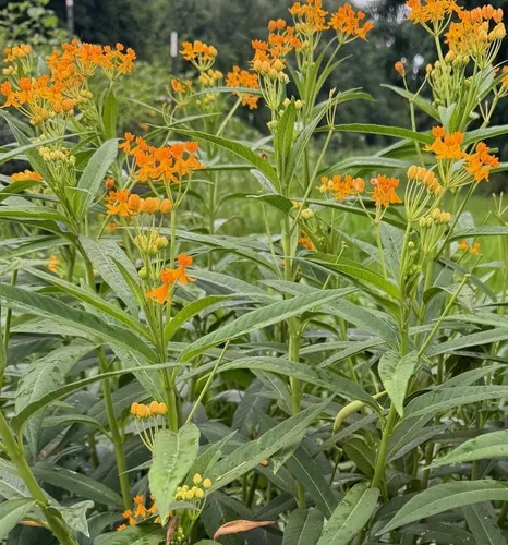 Sedoso Gold Tropical Milkweed Butterfly Weed Milkweed Asclepias curassavica Premium Seed Packet Monarch