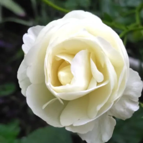 Miniatura 2 de Arbustos de rosas rosas brillantes listos para plantar, rosas trepadoras, plantas vivas fragantes, 6-8 pulgadas de alto en maceta, floración durante