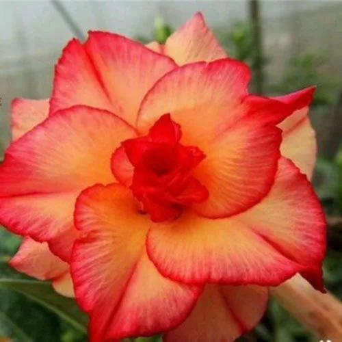 8 semillas dobles rojas y amarillas de rosas del desierto Adenium Obesum exóticas flores tropicales flores florecen, púrpura y blanco