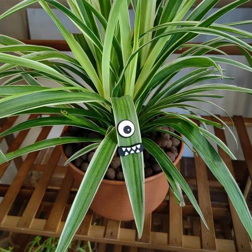 Miniatura 5 de HOMDSG Imanes de Plantas Monstruo con Ojos para Plantas en Maceta, Imanes Graciosos y Seguros para Plantas, Accesorios para Plantas de Casa, Regalos