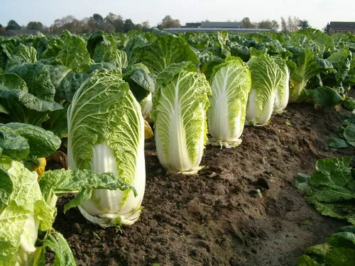 Miniatura 4 de Semillas de col de Pekín para plantar chinos Lechuga Beijing Napa Aproximadamente 100 semillas