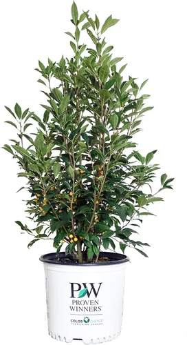 Miniatura 13 de Ganadores probados - Ilex x meserveae Castle Spire (Acebo) Evergreen, 3 - Contenedor