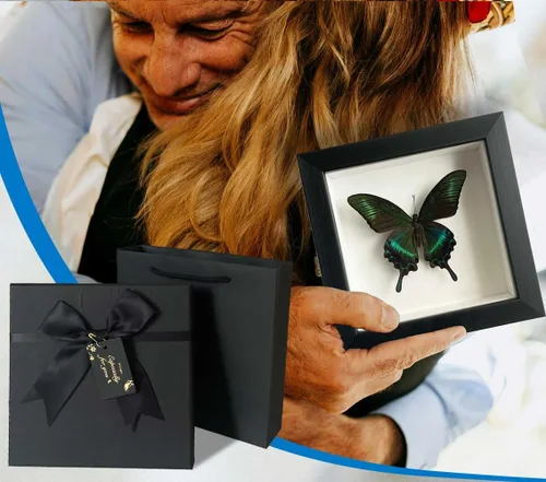 Miniatura 6 de ITrixgan Taxidermia enmarcada de mariposa real, espécimen de mariposa para clase de ciencias para amantes de los insectos, decoración gótica