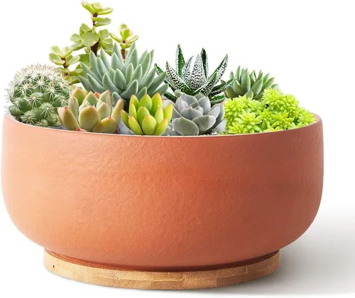 Miniatura 8 de SQOWL Maceta de terracota para bonsái y suculenta de 8 pulgadas, maceta de cerámica redonda para cactus, maceta de arcilla con agujero de drenaje