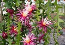 Epiphyllum, cactus orquídea, 'RIC Rac', híbrido Ephiphyllum, Cactaceae, planta en maceta de 4 pulgadas