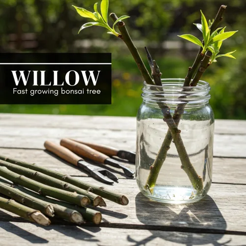 Miniatura 5 de Abby's Willow Bonsai Forest - 5 esquejes de sauce - Árboles en miniatura fáciles de cultivar para jardines interiores o exteriores