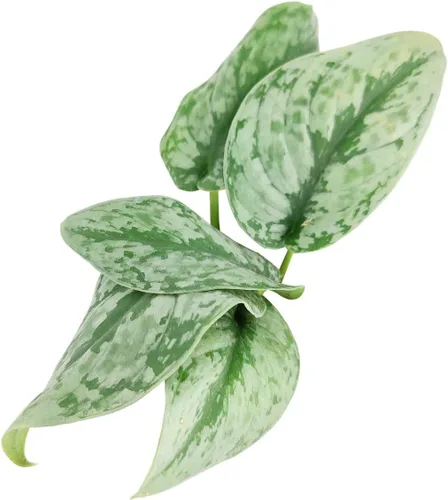 Miniatura 5 de Silver Splash Pothos - Scindapsus Pictus 'Exotica' (maceta cultivadora de 4 pulgadas) – Planta de interior fácil de cultivar – Planta
