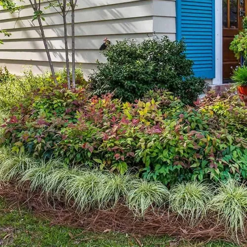 Miniatura 6 de Blooming & Beautiful - Blush Pink Nandina - 3 gal - Southern Living - Arbusto de hoja perenne enana - Follaje de color rosa - Compacto de bajo