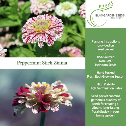 Miniatura 2 de Semillas de zinnia "Peppermint Stick" para plantar, más de 100 semillas de flores por paquete, semillas de jardín de Isla
