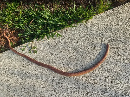 Miniatura 3 de Serpiente de goma de 53 pulgadas, juguete realista de serpientes falsas para bromas del día de los inocentes, Halloween (marrón)