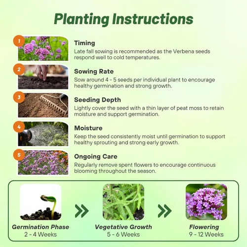 Miniatura 5 de Outsidepride Purpletop - Semillas de Verbena para Plantar - 10000 Piezas. Anual, Tolerante a la Sequía y Fácil de Cultivar, Cobertura de Suelo