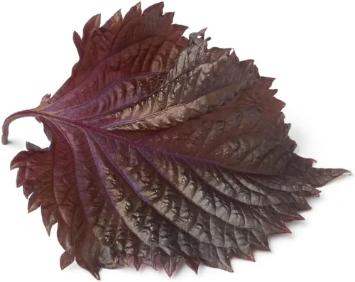 Miniatura 2 de 200 semillas de perilla para plantar, semillas Shiso para plantar. Semillas tradicionales no transgénicas para germinar, semillas de vegetales