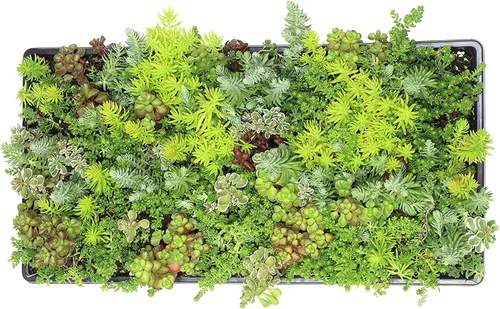 Miniatura 11 de Tapete Sedum de 10 pulgadas x 20 pulgadas, cultivo de piedra resistente no tóxico para paisajismo, suculentas vivas, plantas aptas para mascotas