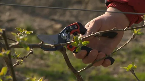Miniatura 8 de ERGO? Tijeras de podar de derivación media de 1.181 in con mango giratorio recubierto de elastómero