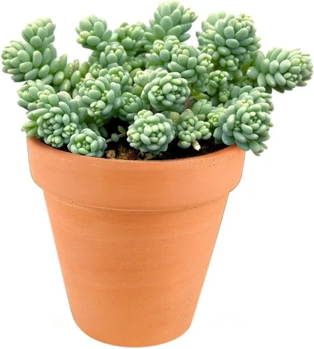 Miniatura 3 de Sedum Little Missy - Suculenta Sedum Major (maceta de plástico de 4 pulgadas) Mejor cubierta de suelo suculenta