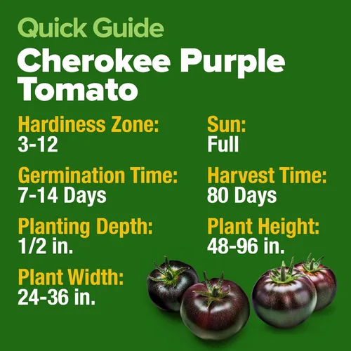 Miniatura 6 de HOME GROWN Cherokee Purple - Semillas de tomate púrpura más de 106 semillas tradicionales no transgénicas para plantar, alta germinación