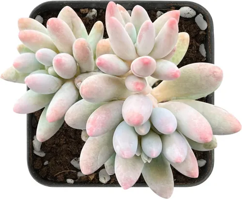 Miniatura 19 de Sprout N Green Echeveria White Ice, maceta viva rara suculenta en maceta de 2 pulgadas, planta de casa real para recuerdos de fiesta, hogar