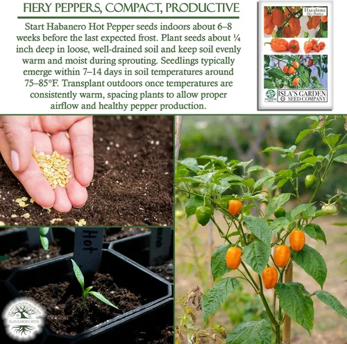 Miniatura 5 de Semillas de habañero para plantar, más de 25 semillas tradicionales por paquete, pimiento picante y picante, semillas de jardín de Isla