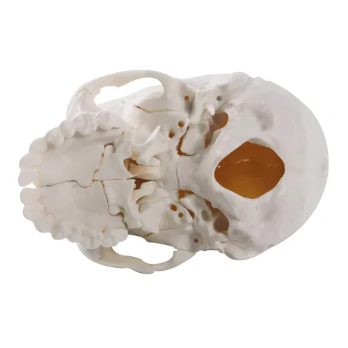 Miniatura 6 de Cráneo humano desarticulado, modelo de cráneo de 22 piezas, modelo de cráneo humano despiezado color de hueso adulto, modelo de cráneo anatómico