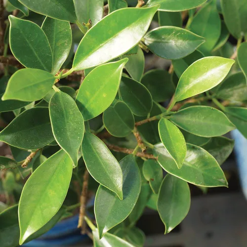 Miniatura 4 de Brussel's Bonsai Live Golden Gate Ficus - Árbol bonsái para interiores, mediano, 7 años, de 8 a 16 pulgadas, árbol bonsái vivo en maceta de cerámica