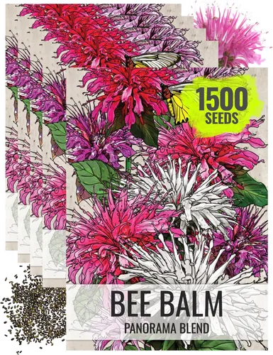 Miniatura 17 de Seed Needs Semillas de bálsamo de abeja para plantar bergamota silvestre, reliquia y flores perennes de polinización abierta para cultivar un jardín