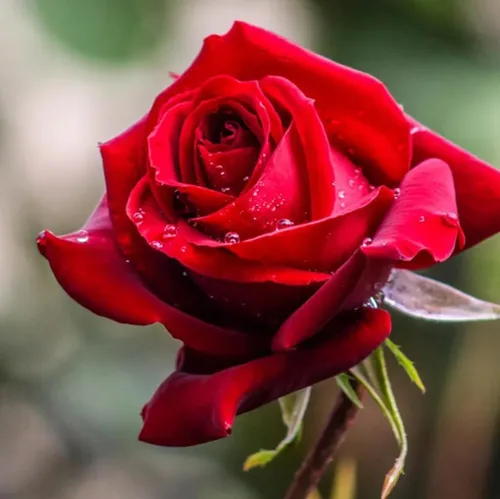 Miniatura 2 de 100 semillas de rosas rojas perennes hermosas semillas de flores florecientes para plantar